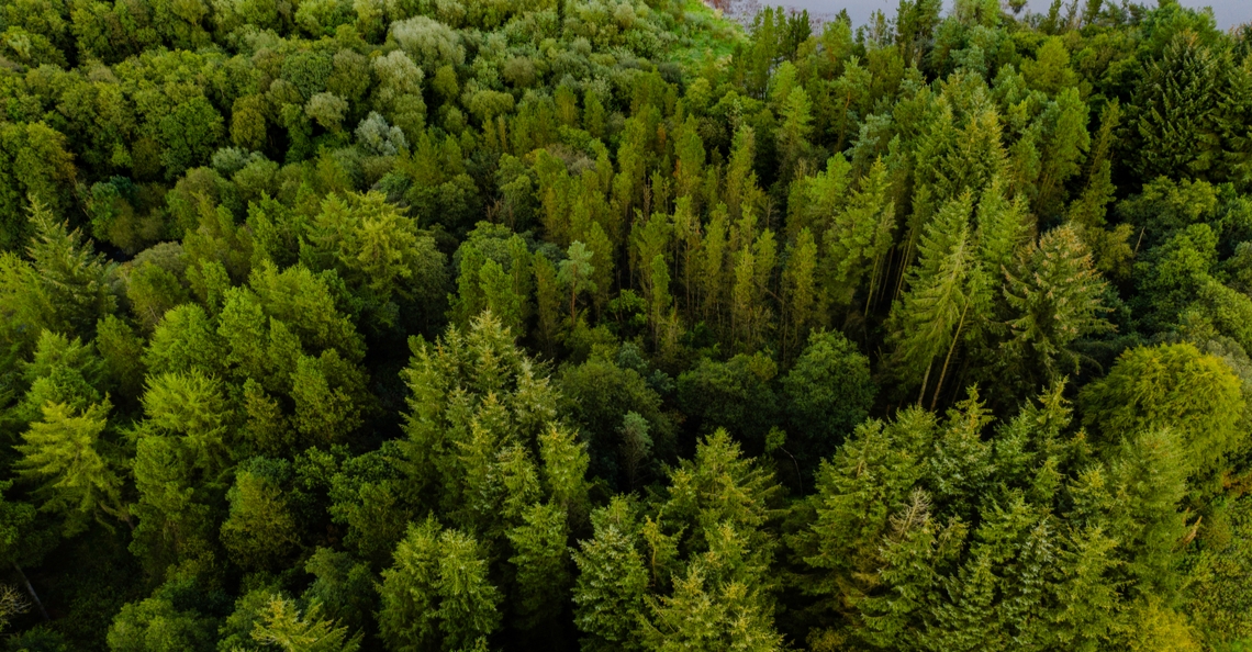 1578756581-flash-forest-drones-bomen-planten-miljard-2020-1.jpg