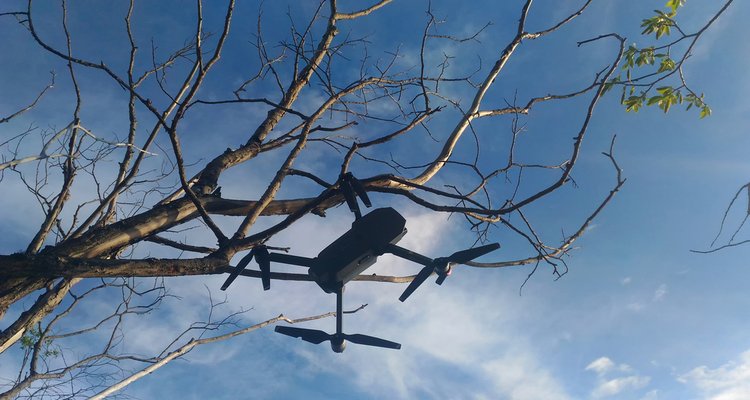 Flash Forest wil 1 miljard bomen planten met drones