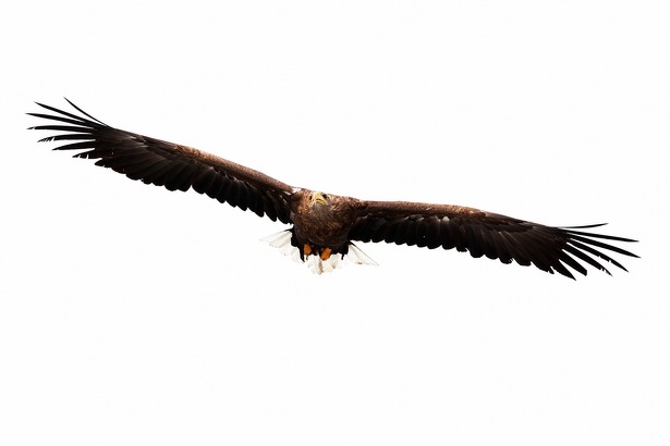 valk-eagle